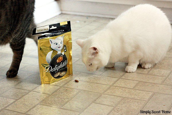 Cat eating delightibles