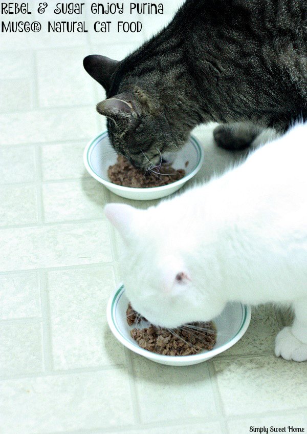 Cats eating Muse Food