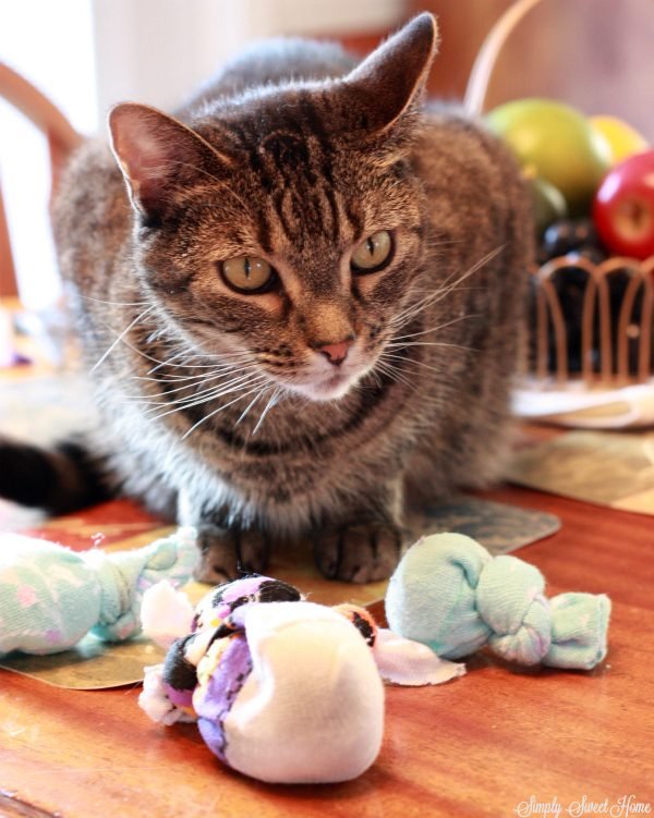 Rebel cat with toys